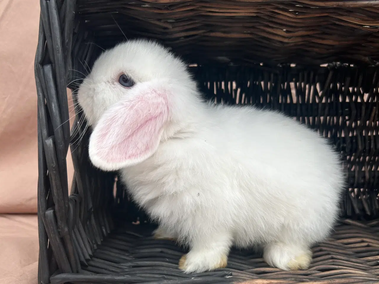Billede 4 - Mini lop - BEW 