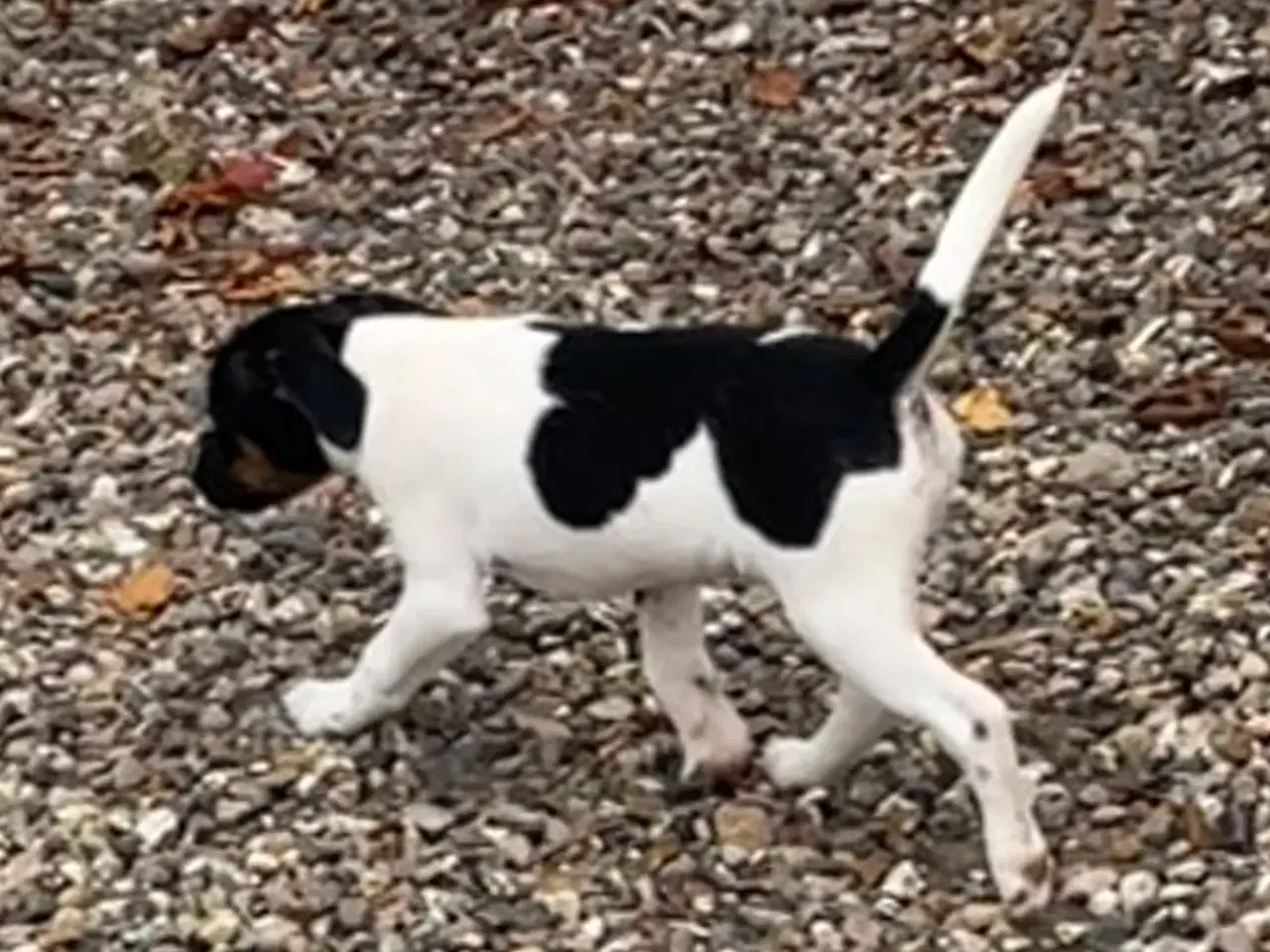 Billede 6 - Jeg vil også gerne have min egen familie 🐶