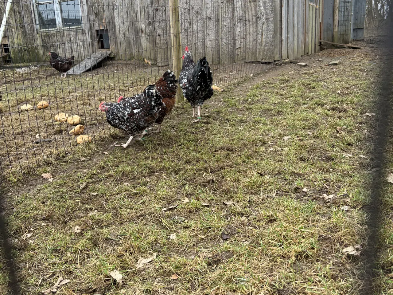 Billede 5 - 3 farvet sussex