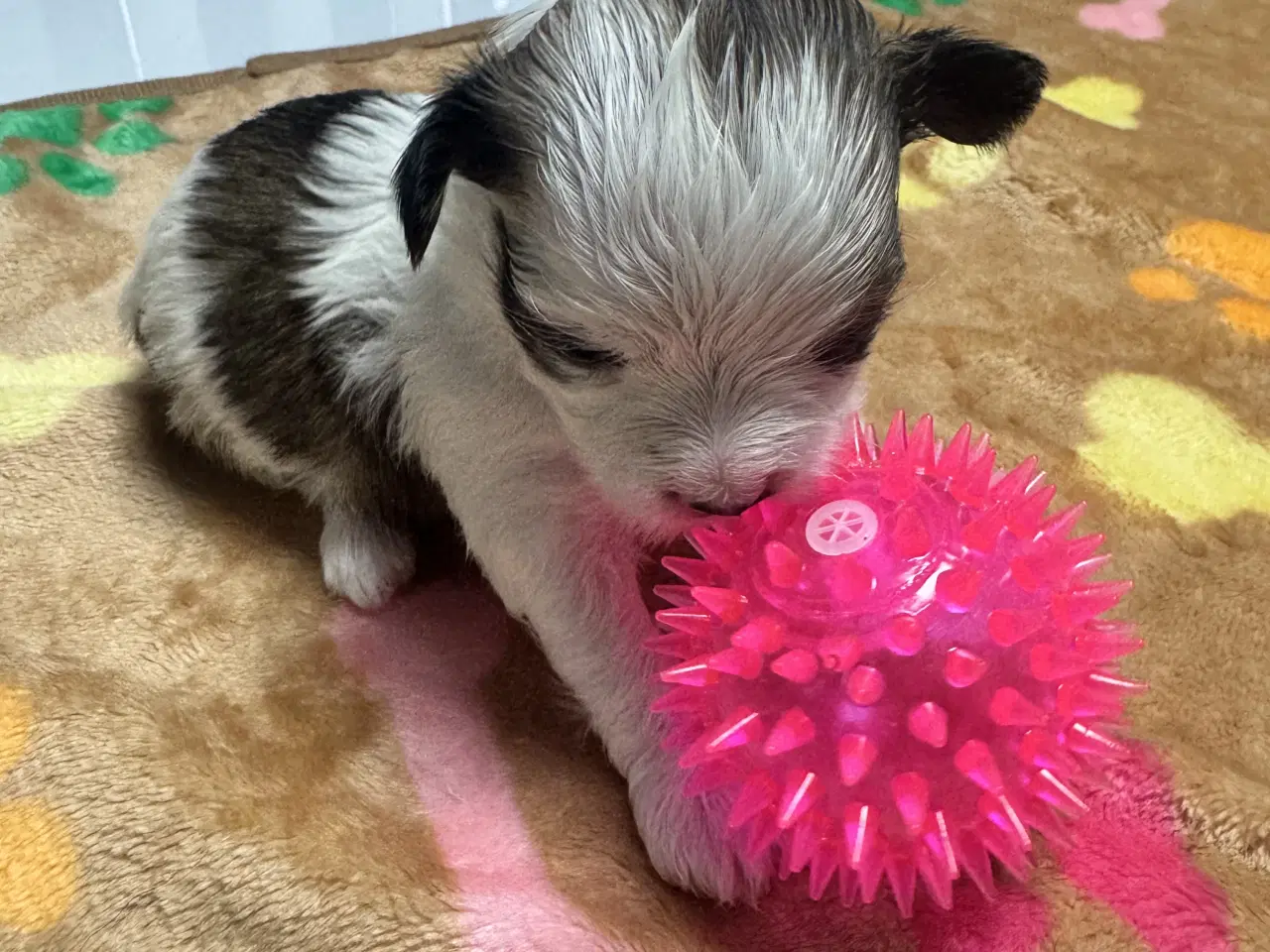 Billede 2 - Bichon havanaiser hvalpe med stamtavle 