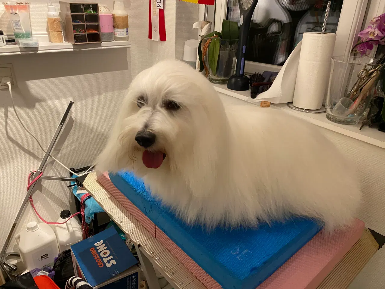 Billede 6 - Coton de Tulear med DKK stamtavle