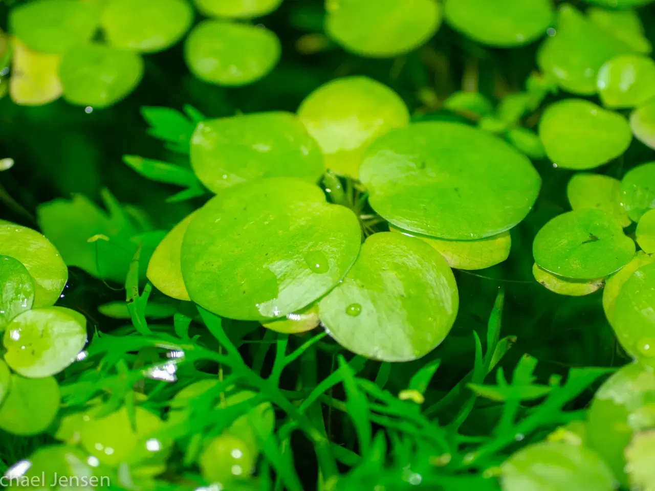 Billede 2 - Frøbid, Frogbit eller Limnobium laevigatum (akvari