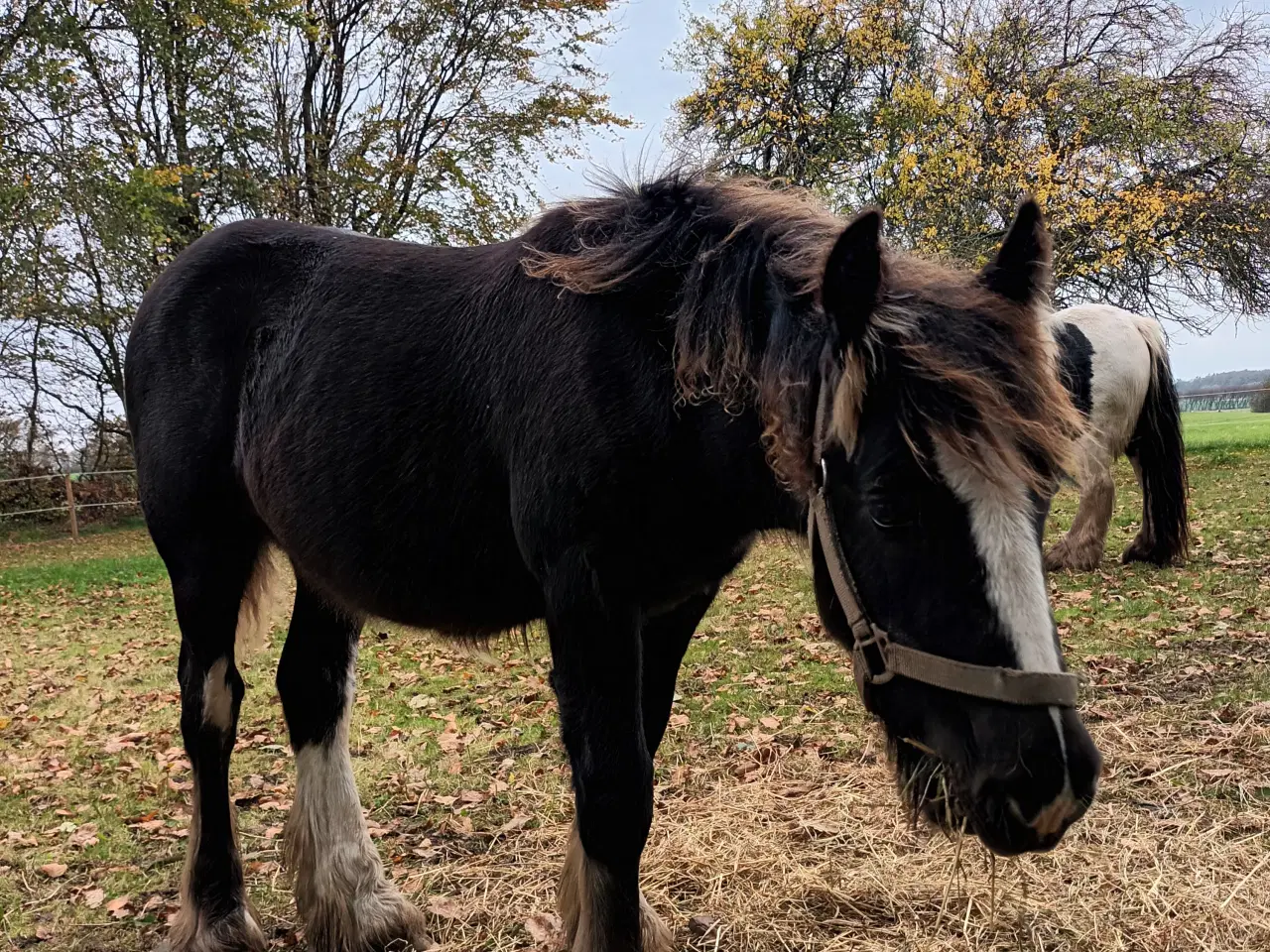 Billede 1 - Hest plag Irisch Cop