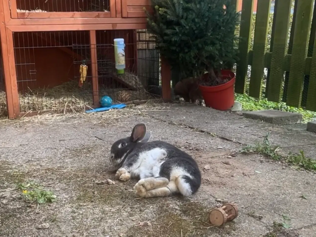 Billede 8 - 2 søde kaniner søger nyt hjem