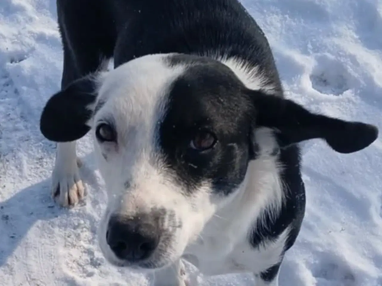 Billede 5 - Sødeste Frigg søger sit eget hjem