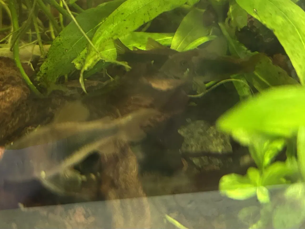 Billede 6 - 🐟 Kobber pansermaller 2-3 cm | Afhentes Viby J