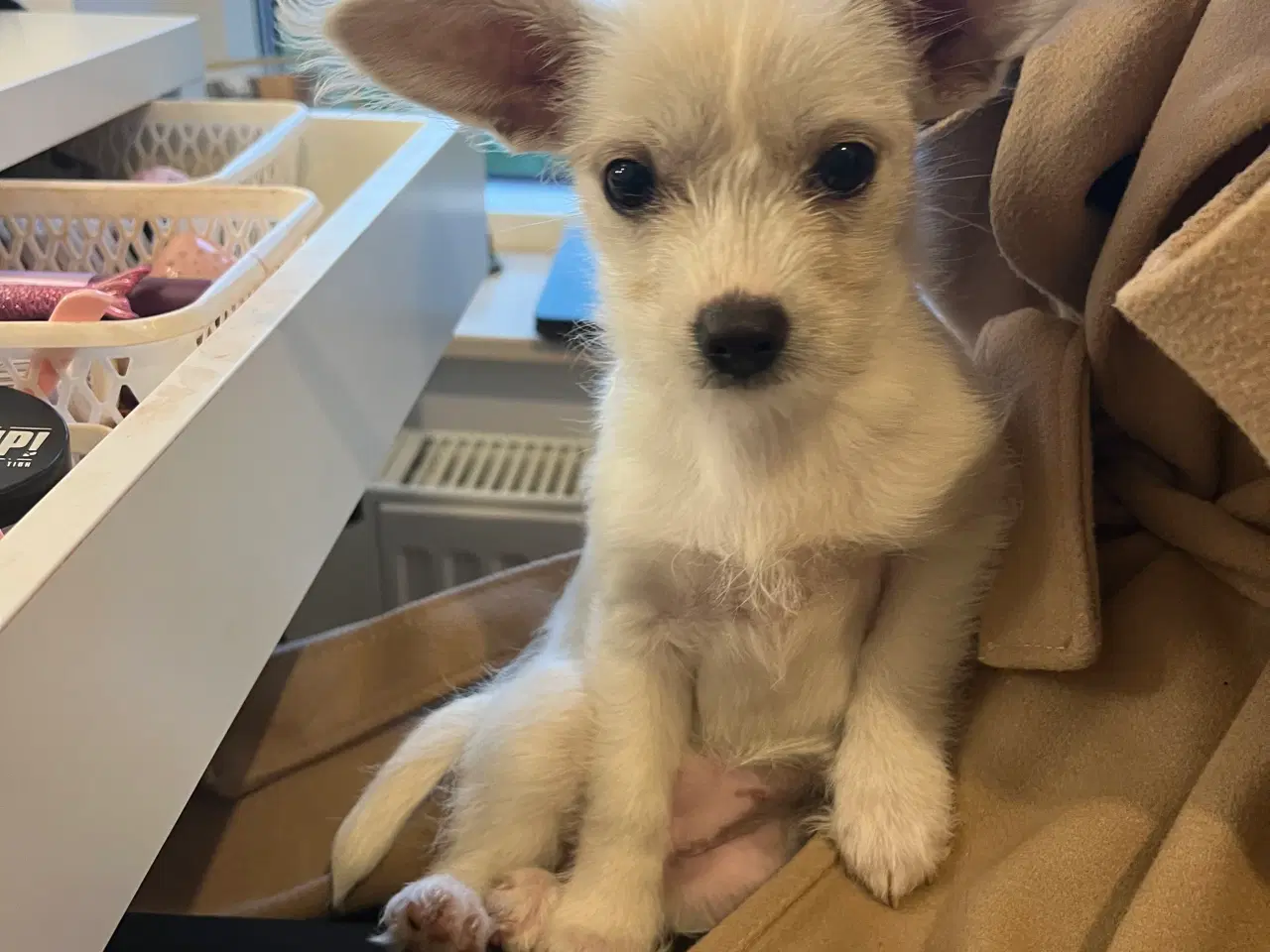 Billede 2 - Sød chihuahua blanding