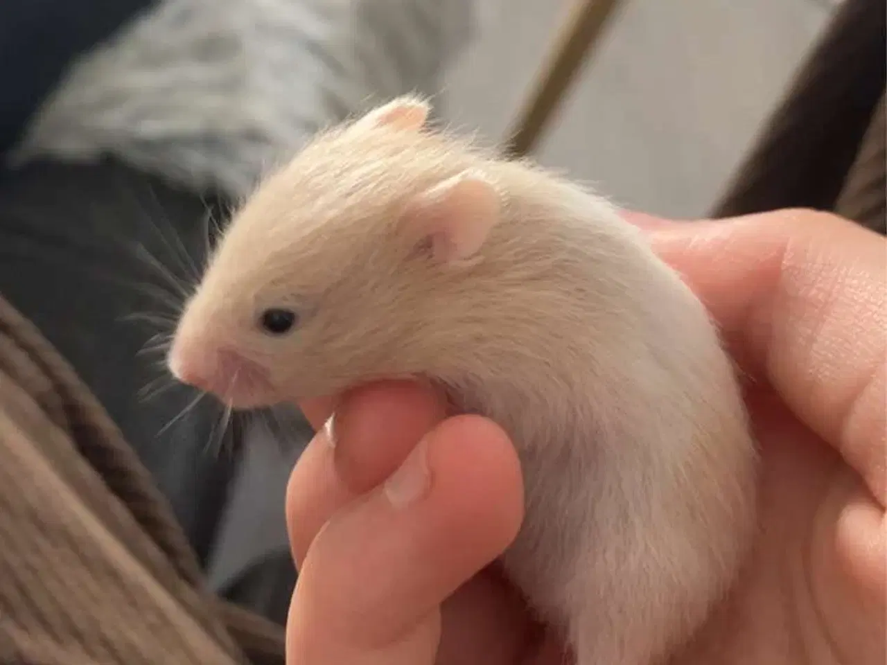 Billede 3 - Guldhamster unger sælges