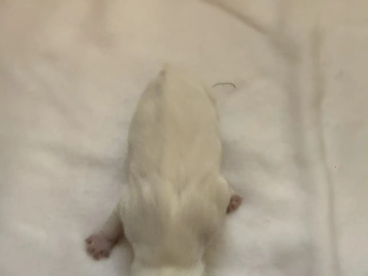 Billede 6 - Jack russel hvalpe 