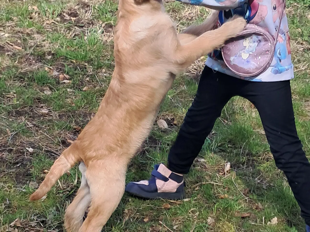 Billede 6 - 4 lækre golden retriever blandinger