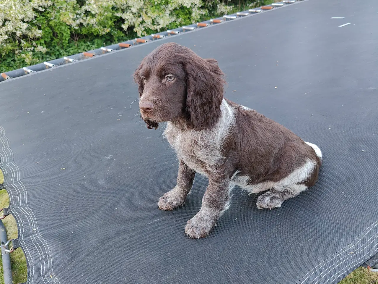 Billede 5 - Hundehvalpe Kleiner Münsterländer 