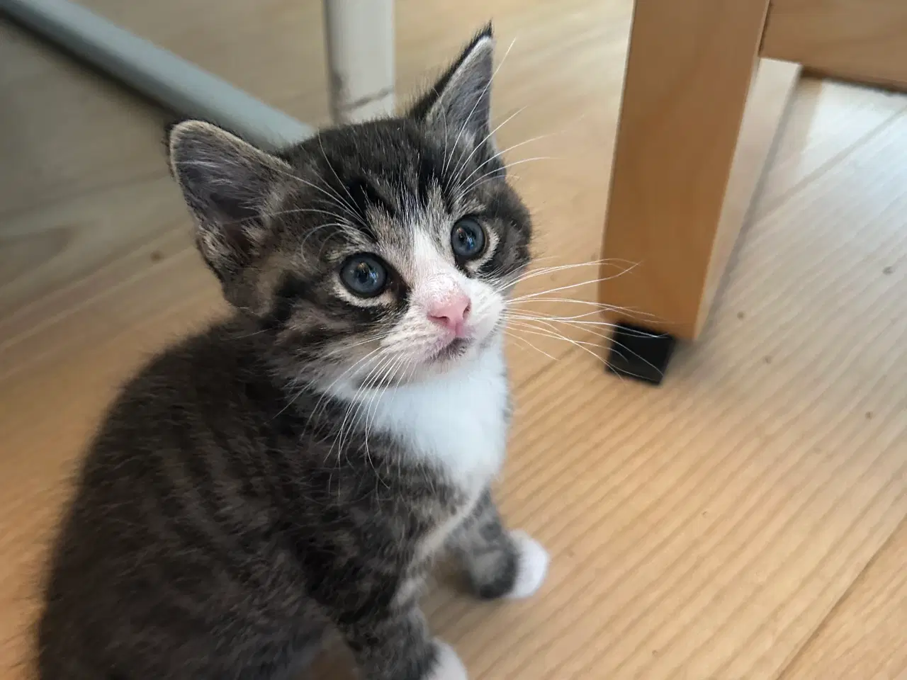 Billede 2 - Smukke Maine Coon blandinger 