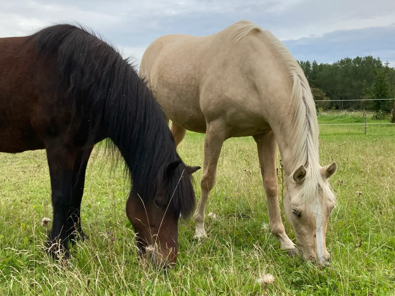 Billede 2 - Pony hoppe 
