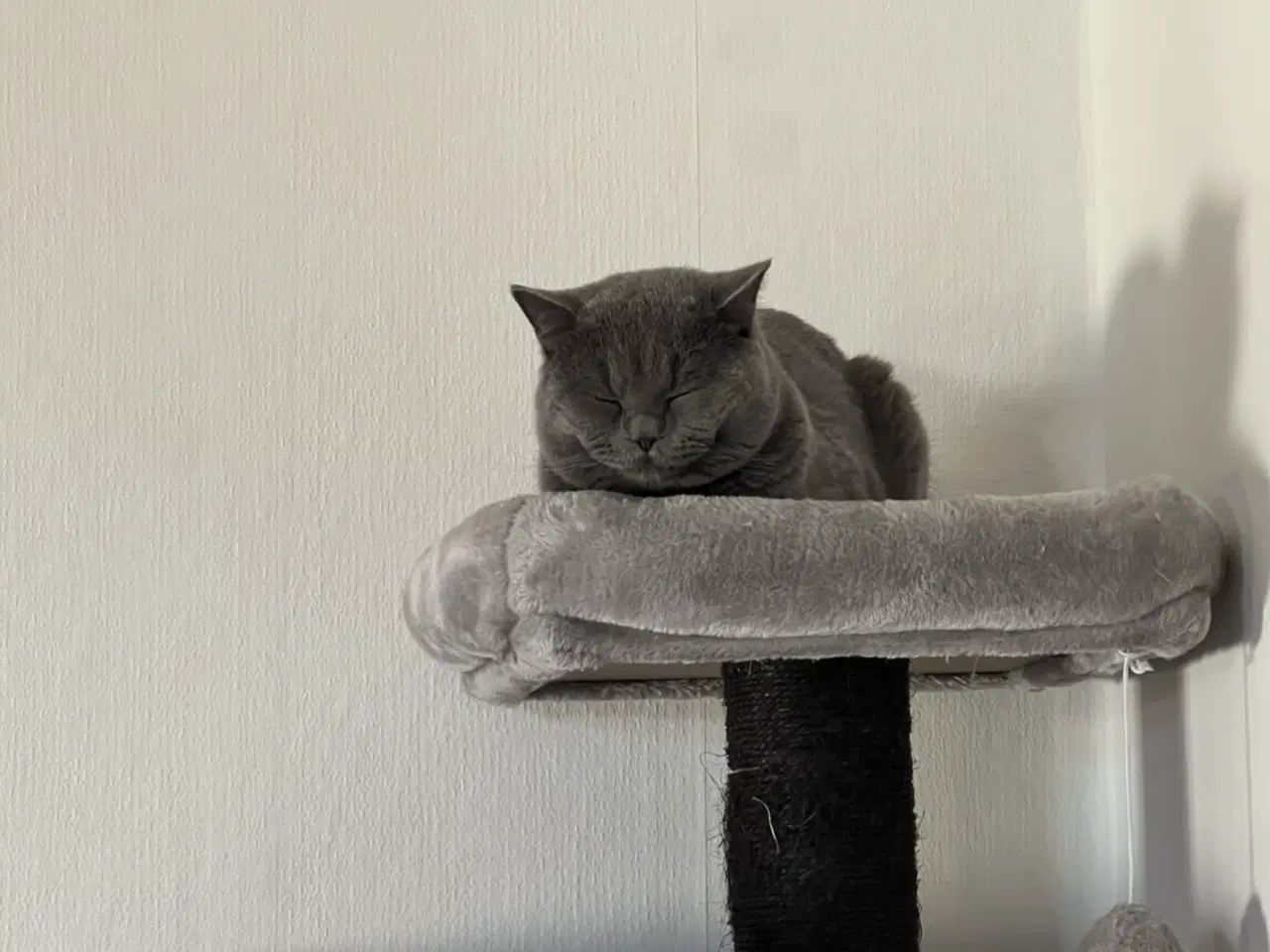 Billede 7 - Han kat britisk shorthair