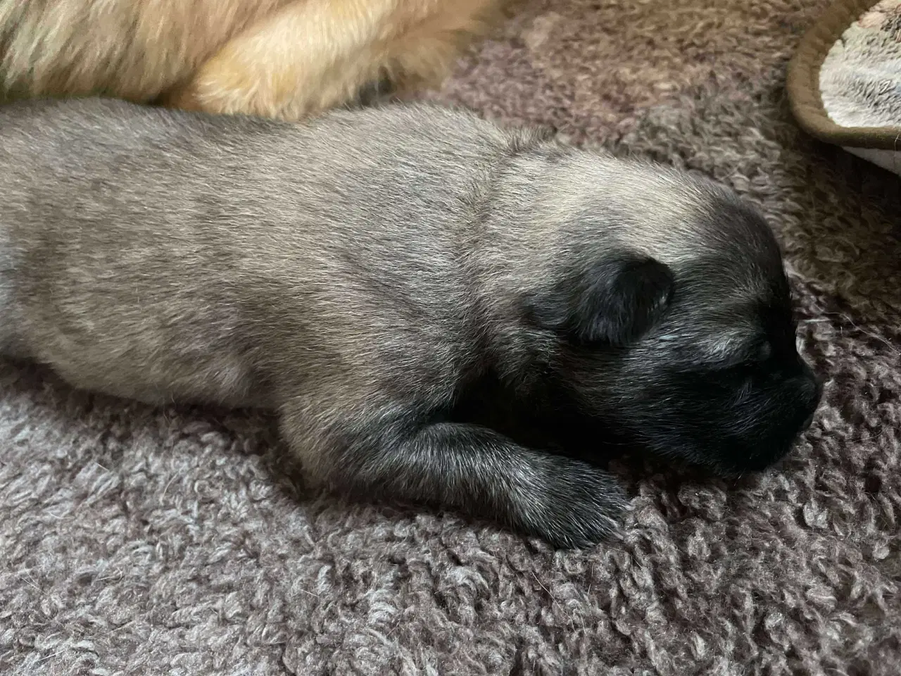 Billede 3 - Eurasier hvalpe sælges