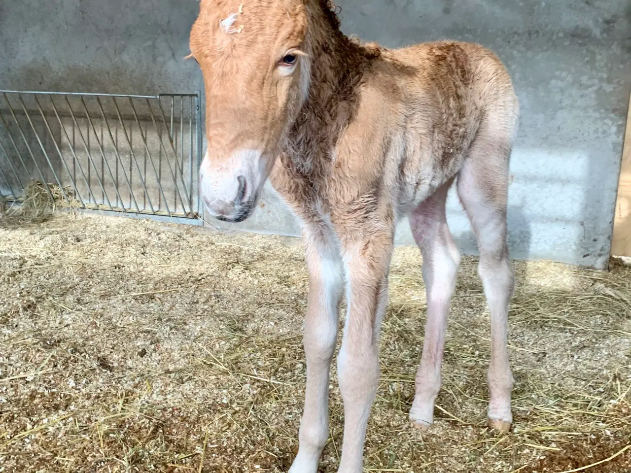 Billede 17 - Smuk islændervallak