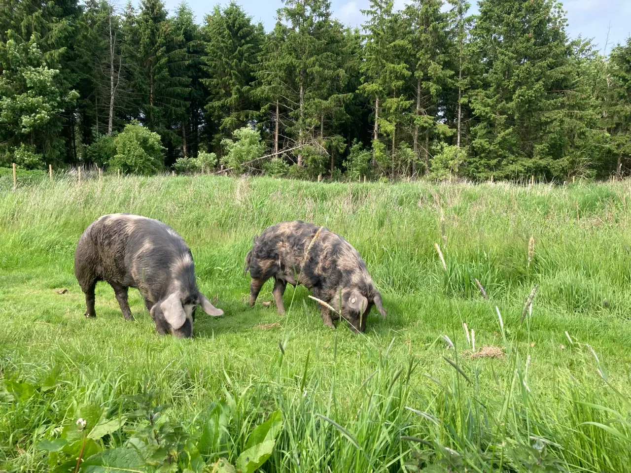 Billede 2 - Smågrise af dansk sortbroget landrace til salg