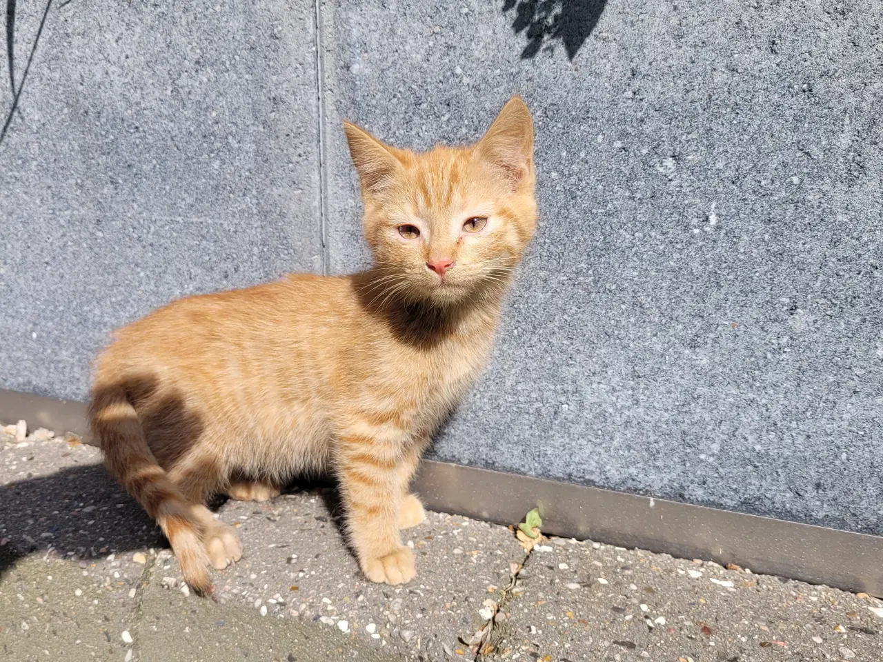 Billede 2 - Katte killinger 