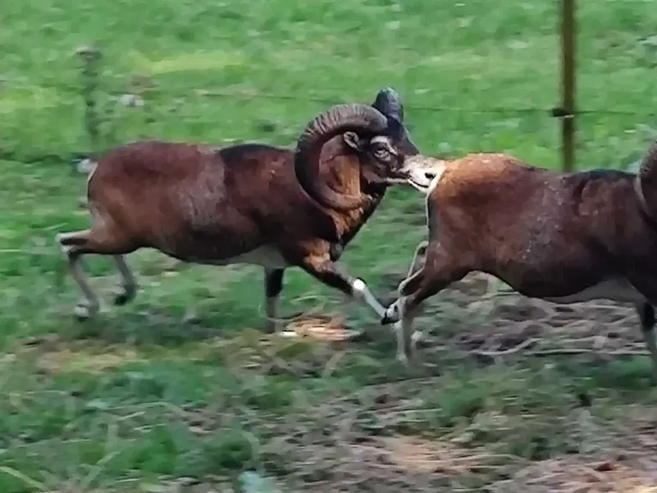 Billede 1 - Muflon vædder