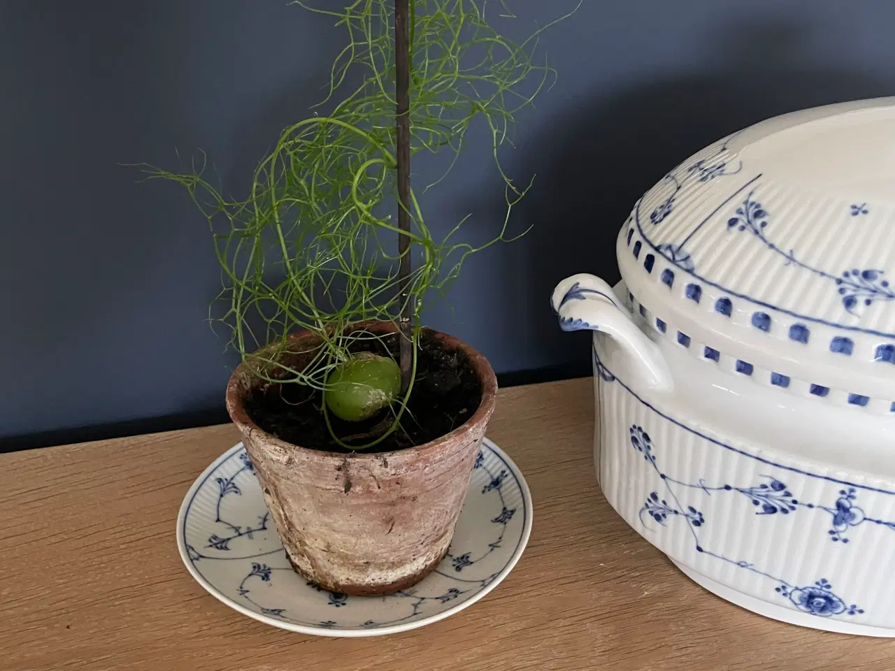 Billede 3 - Boweia volublis, hvidkål med aspagus. 