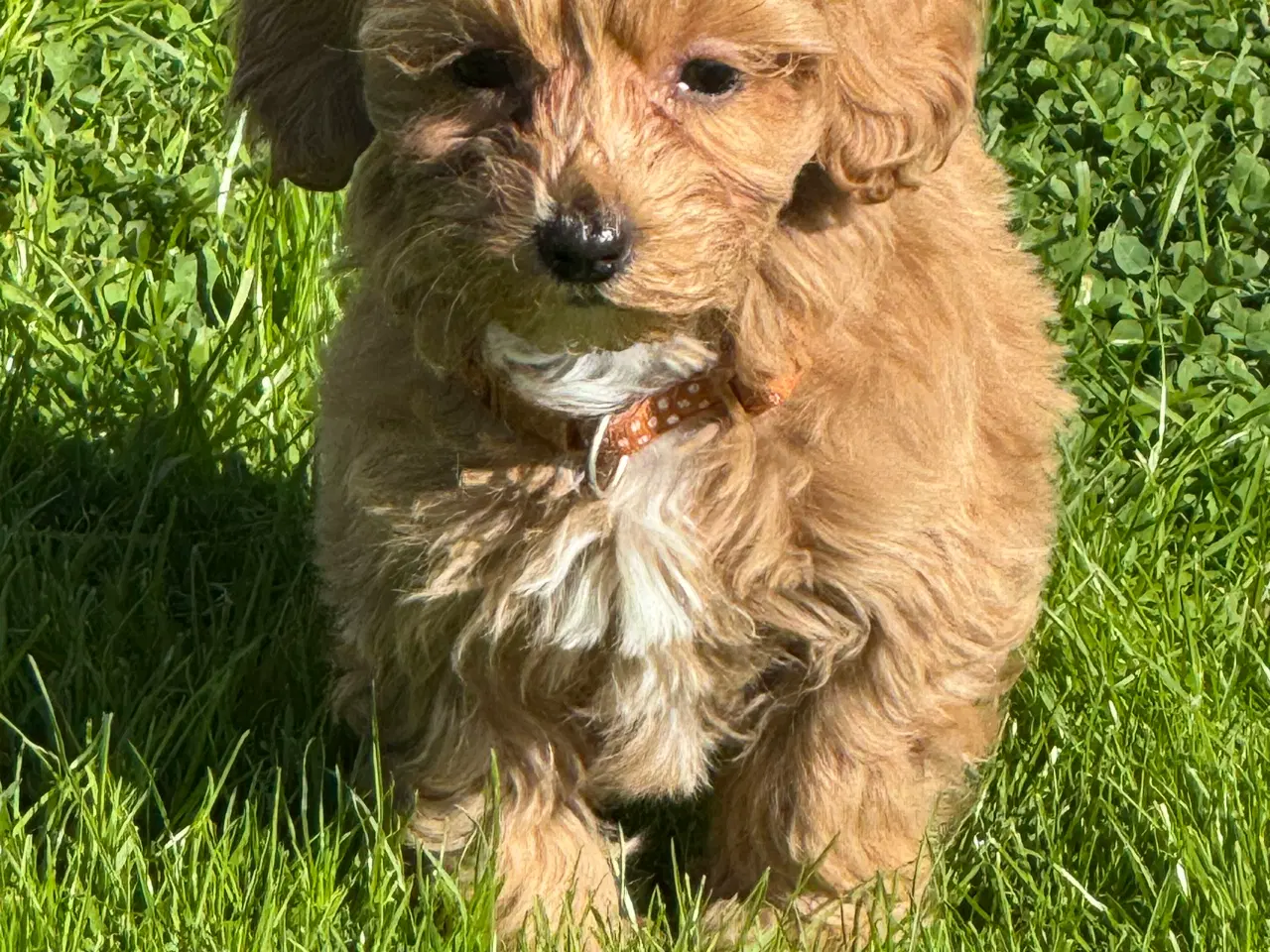 Billede 13 - Maltipoo til efterårs ferien ?