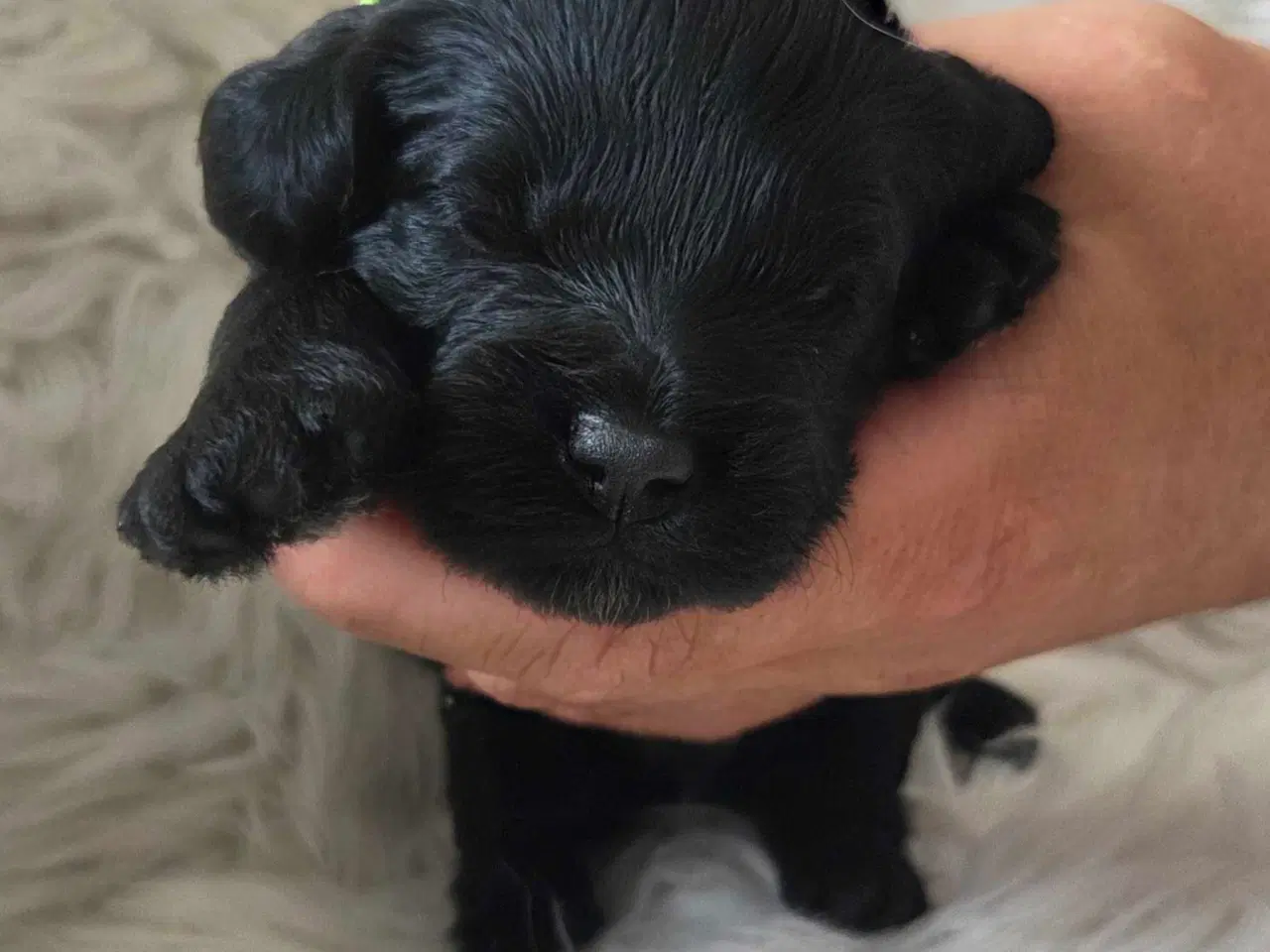 Billede 7 - F1b Cockapoo 