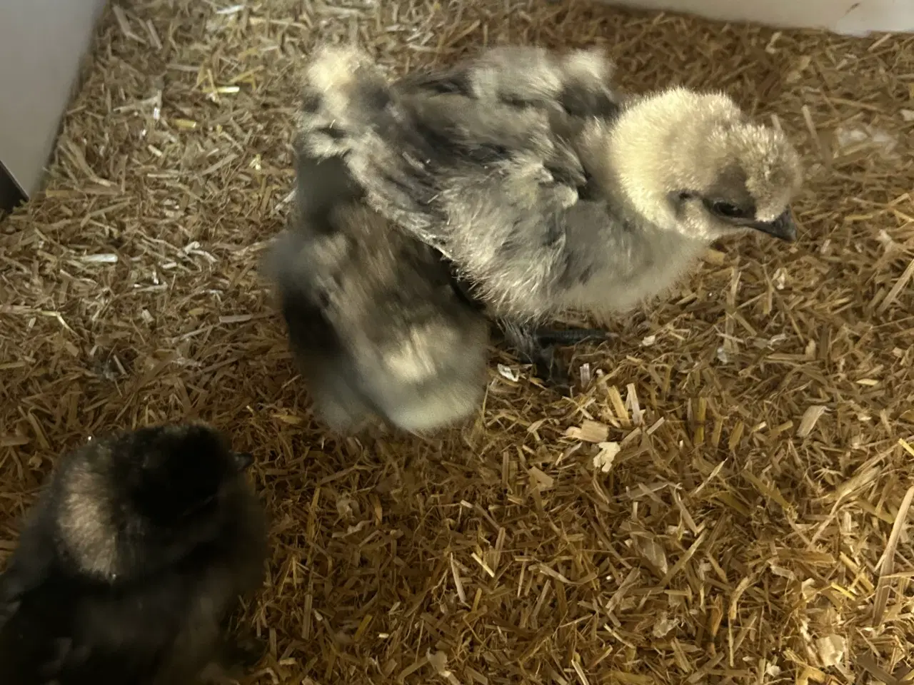 Billede 1 - Silke kyllinger stor race