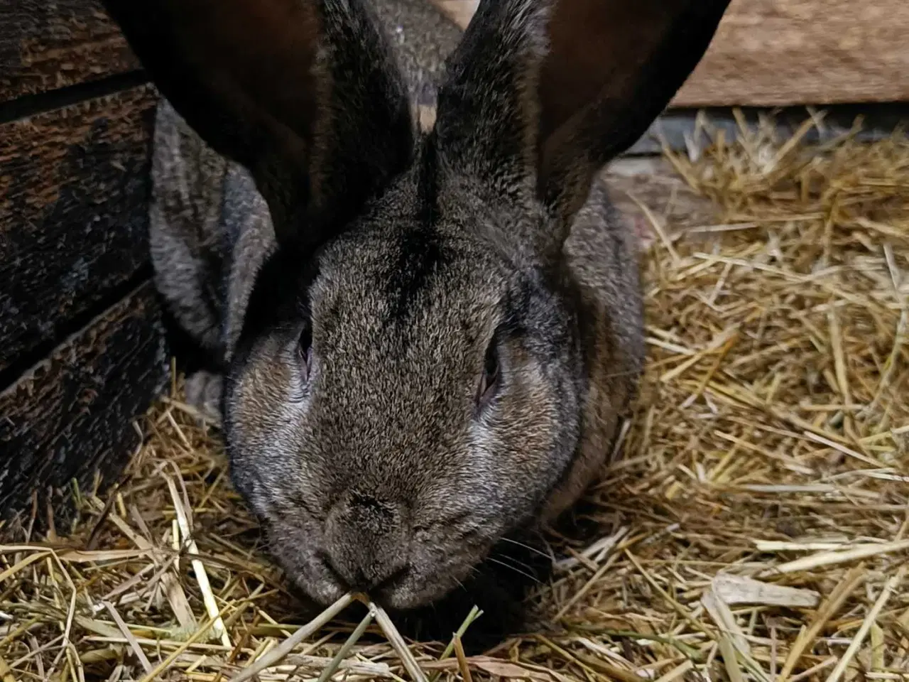 Billede 3 - Stor han Belgisk Kæmpe