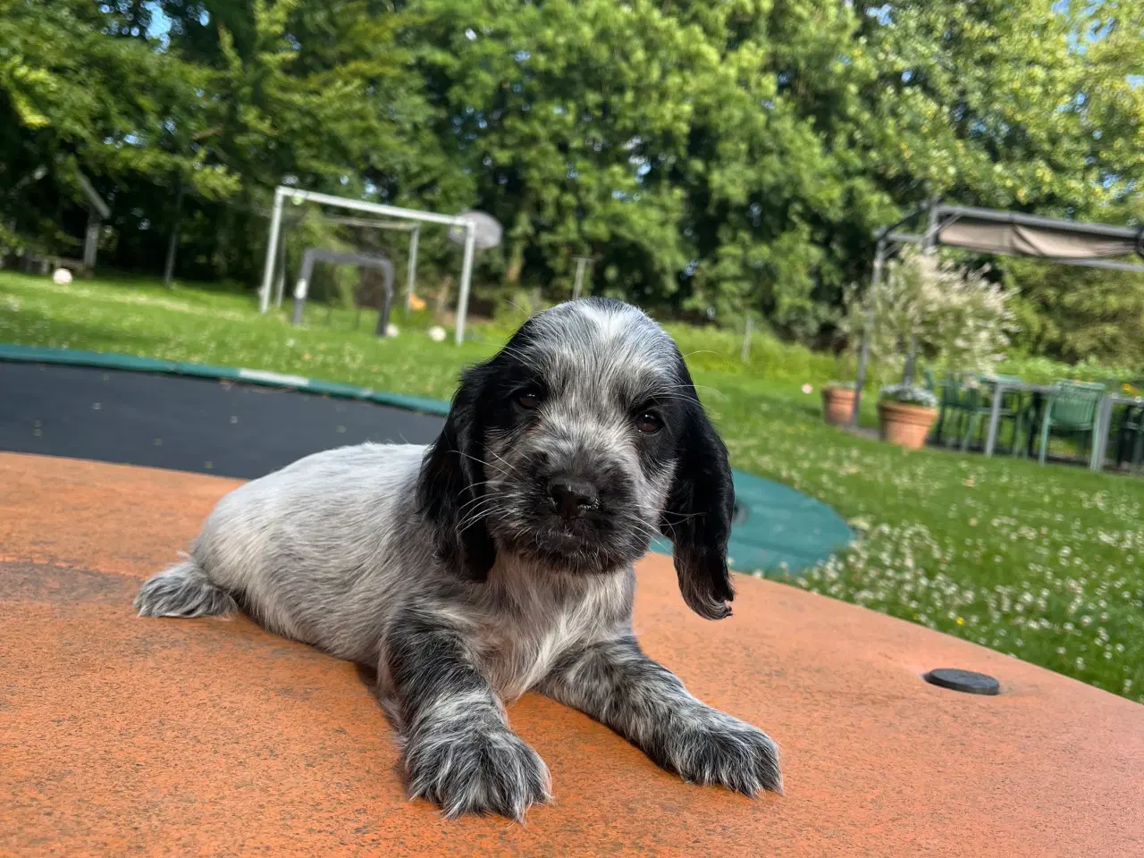 Billede 4 - Cocker spaniel 