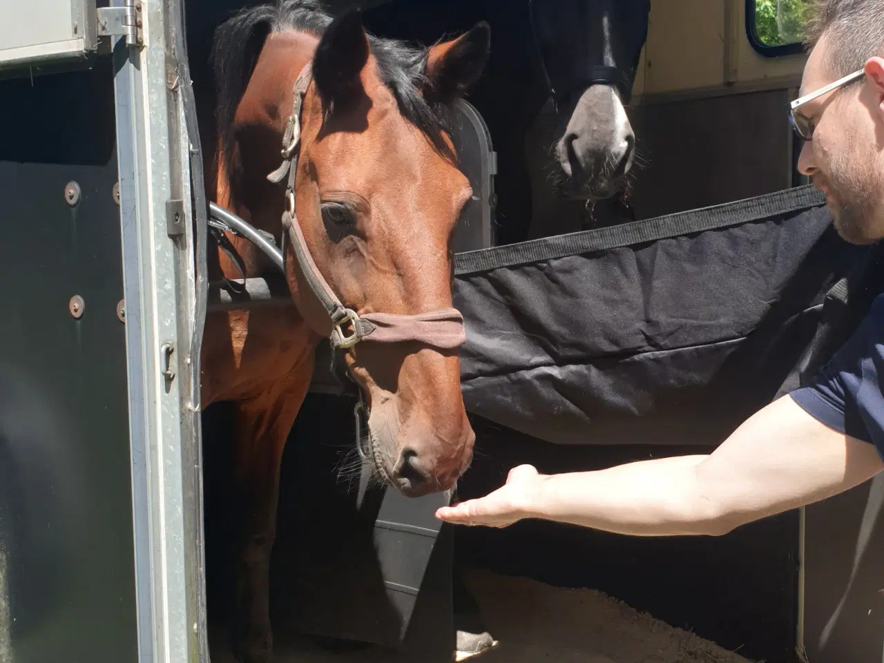 Billede 6 -  Stor Ifor Williams Hestetrailer m/ frontudgang
