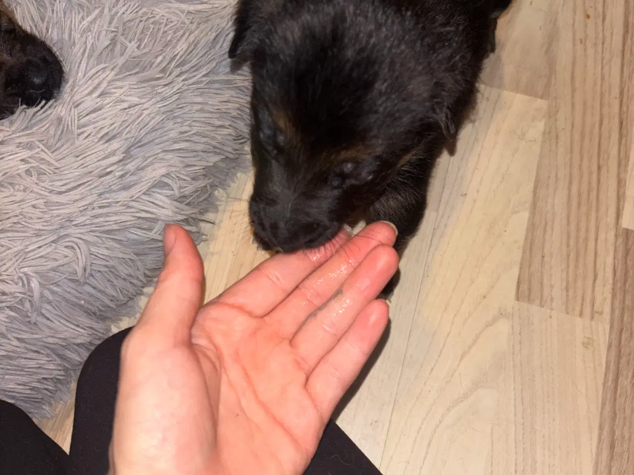 Billede 6 -  🐾 Schæfer/rottweiler hvalpe