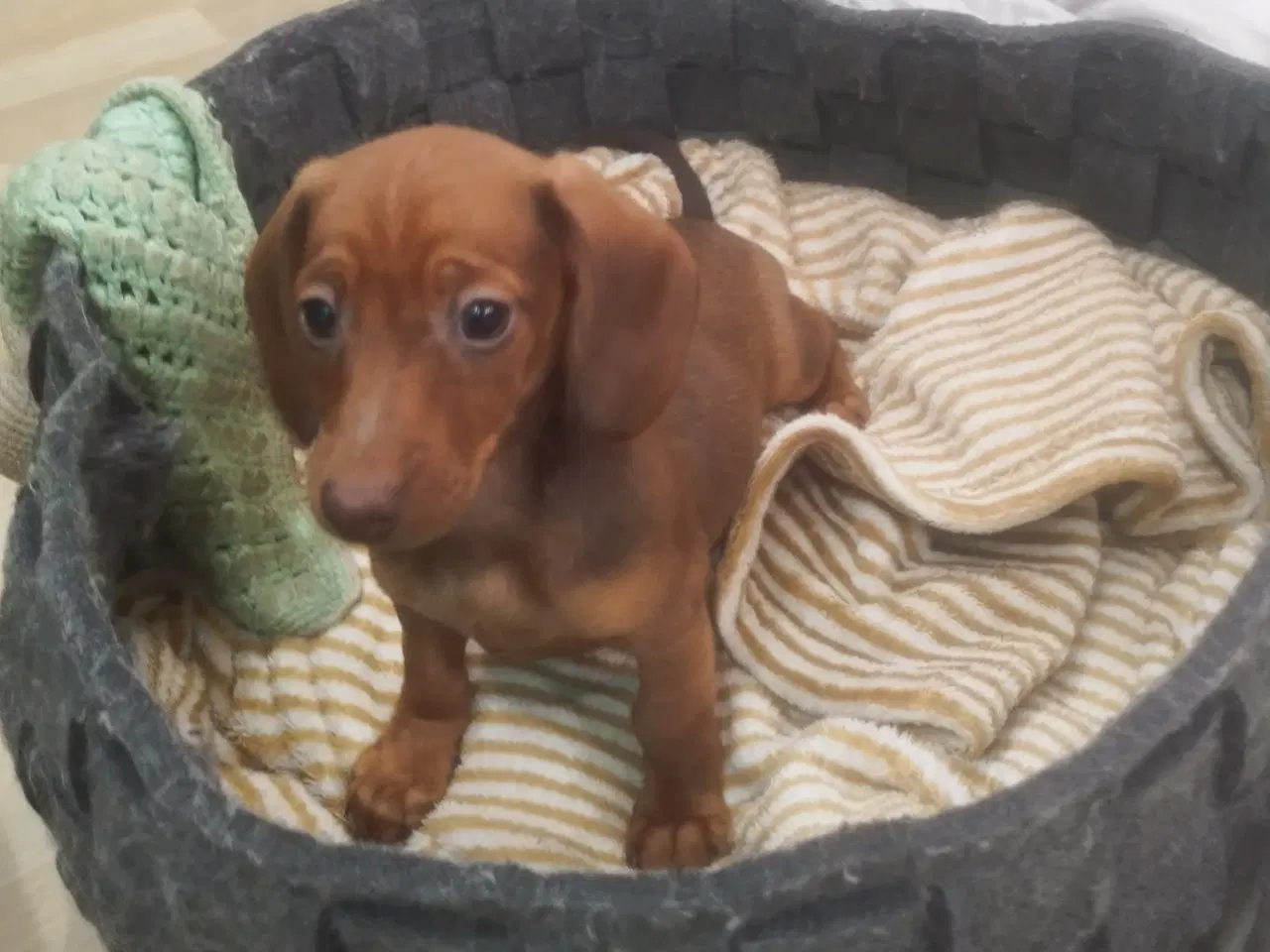 Billede 13 - Danmarks kønneste Gravhunde hvalpe