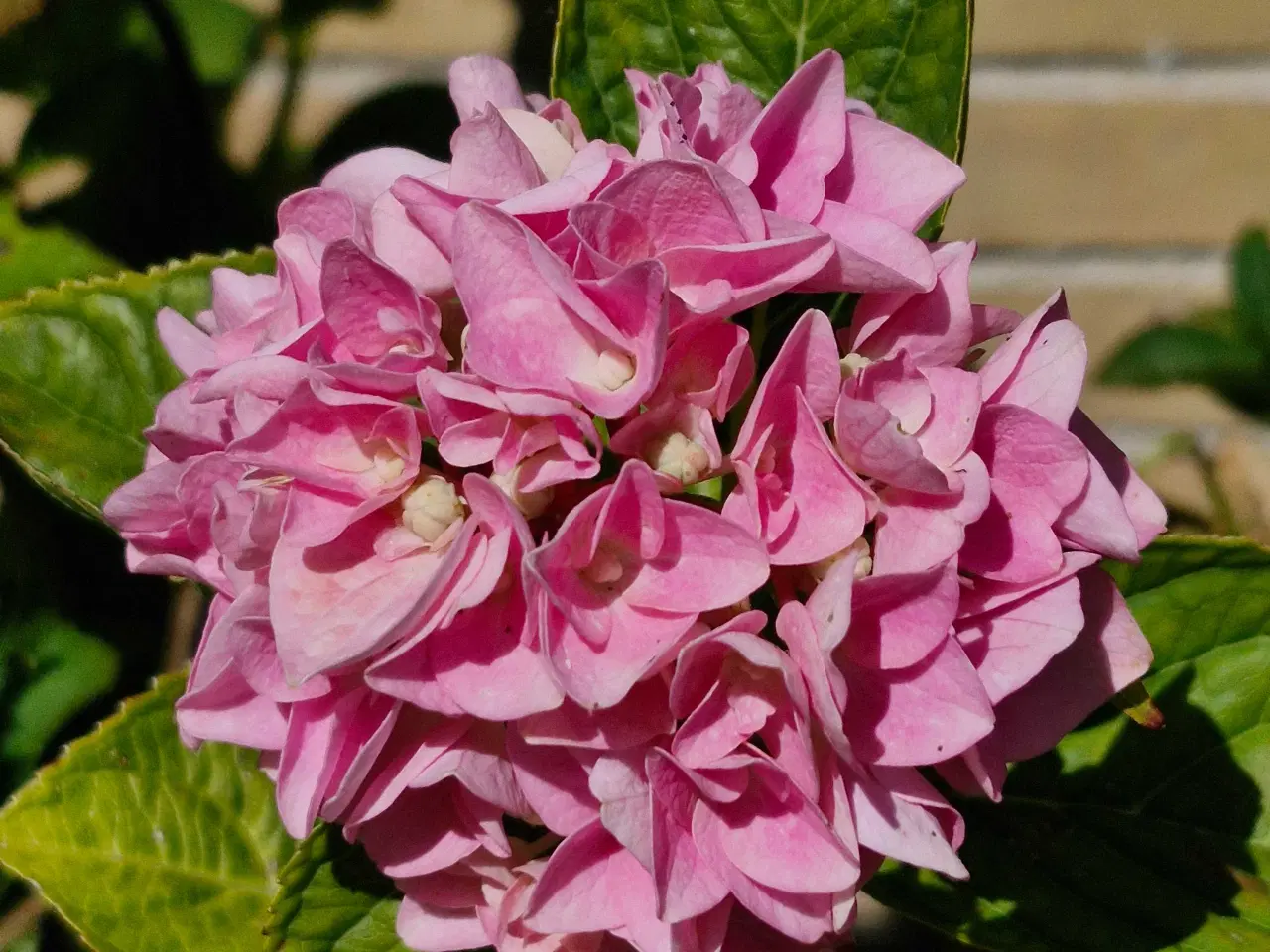 Billede 2 - Stor Hortensia 