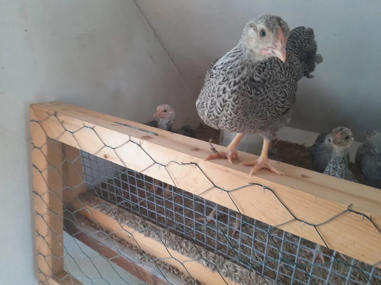 Billede 1 - Sølv sort båndede Dværg wyandotter