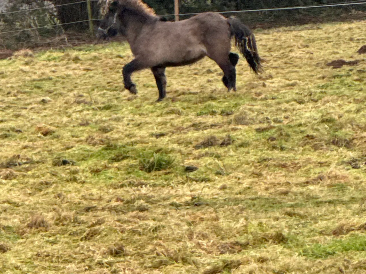 Billede 1 - Smukkeste islænder hingst 