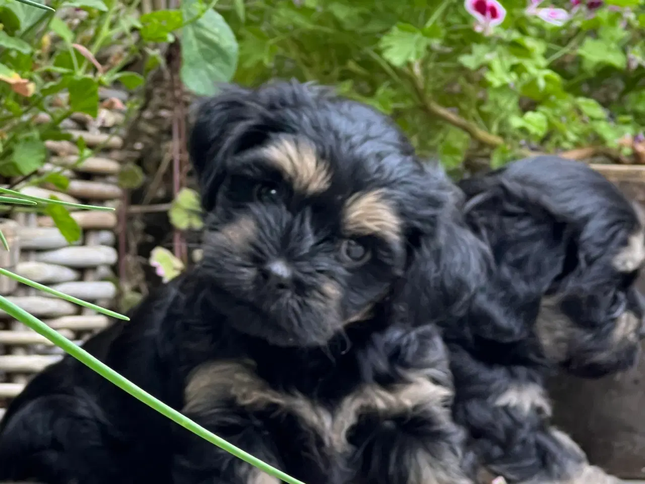Billede 4 - 🌸Skønne Bichon Havanais 🌸