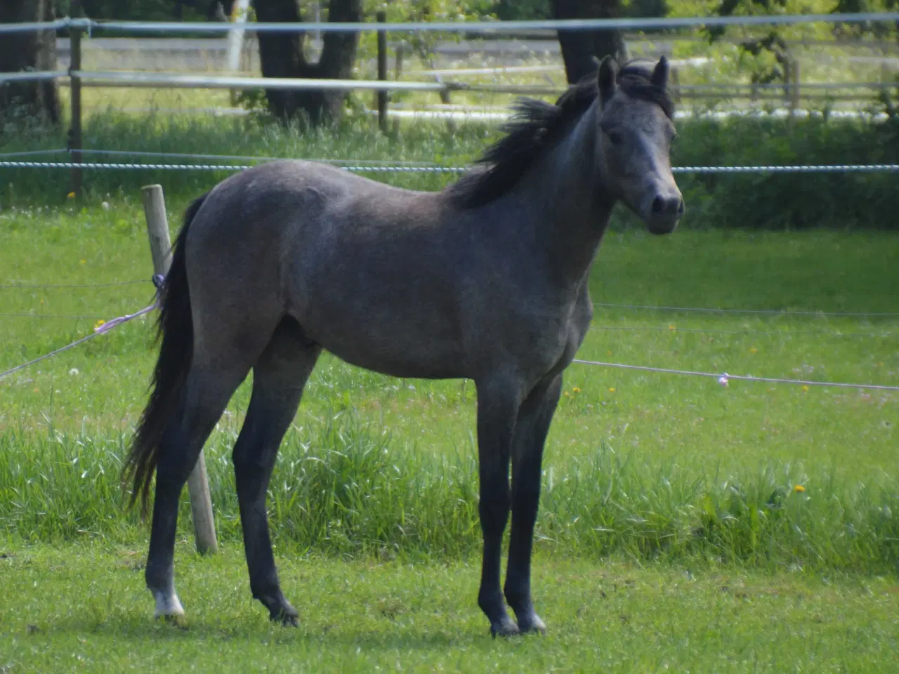 Billede 2 - 2 års welsh hingst 
