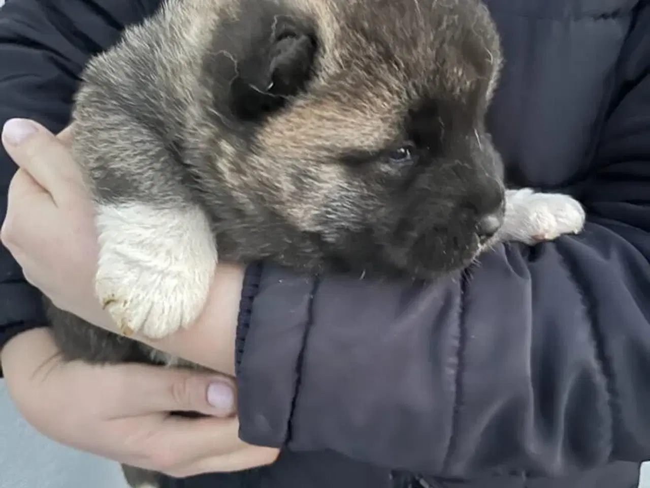 Billede 6 - Hundehvalpe Akita American 