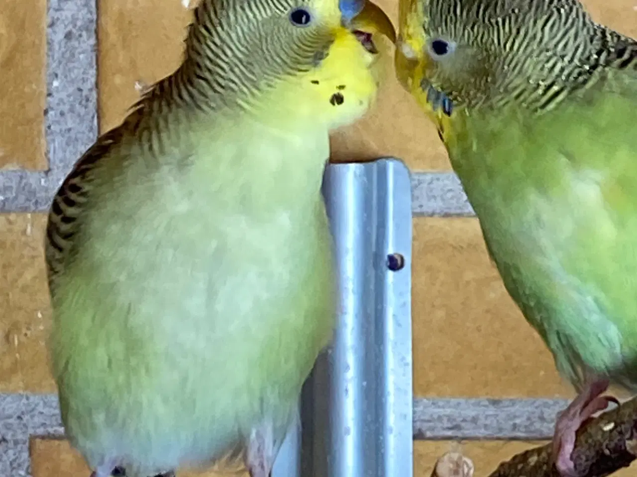 Billede 5 - Unge undulater