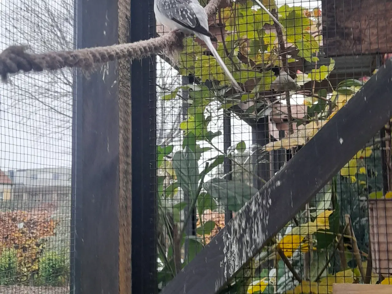 Billede 1 - Diamantduer, Hvidgumpet sølv.