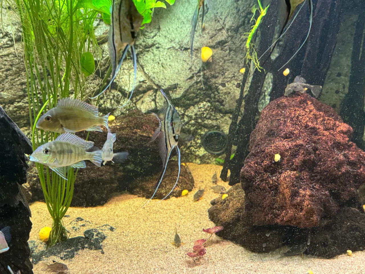 Billede 4 - Fine mysteriesnegle - søger nyt hjem