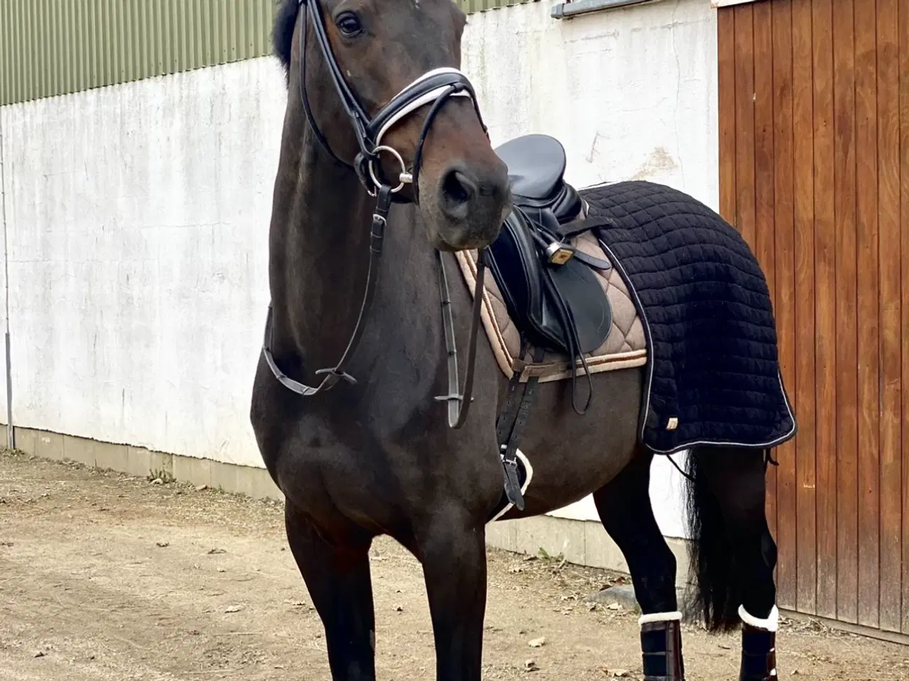 Billede 1 - Smuk hoppe 