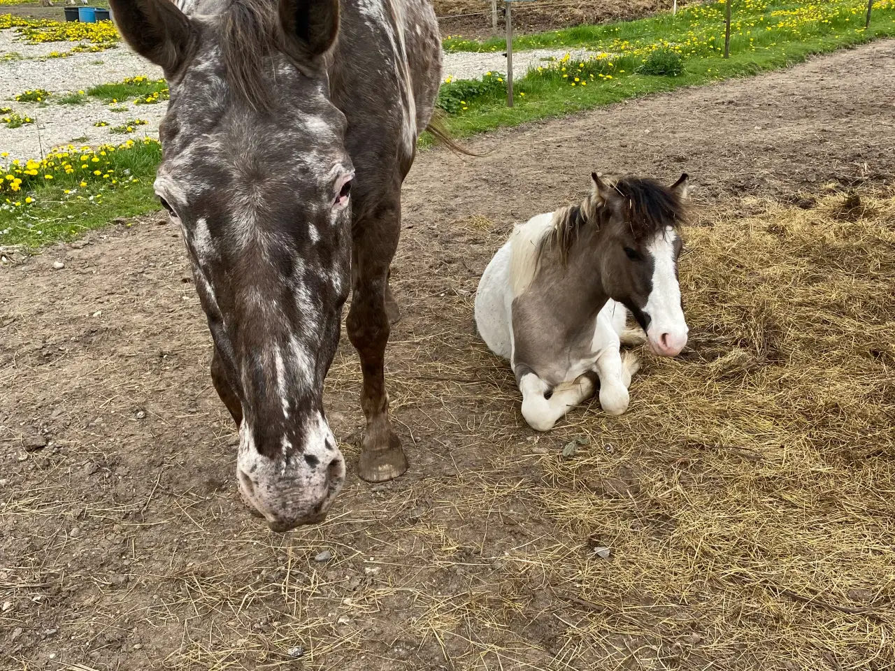 Billede 6 - Hingste plage 