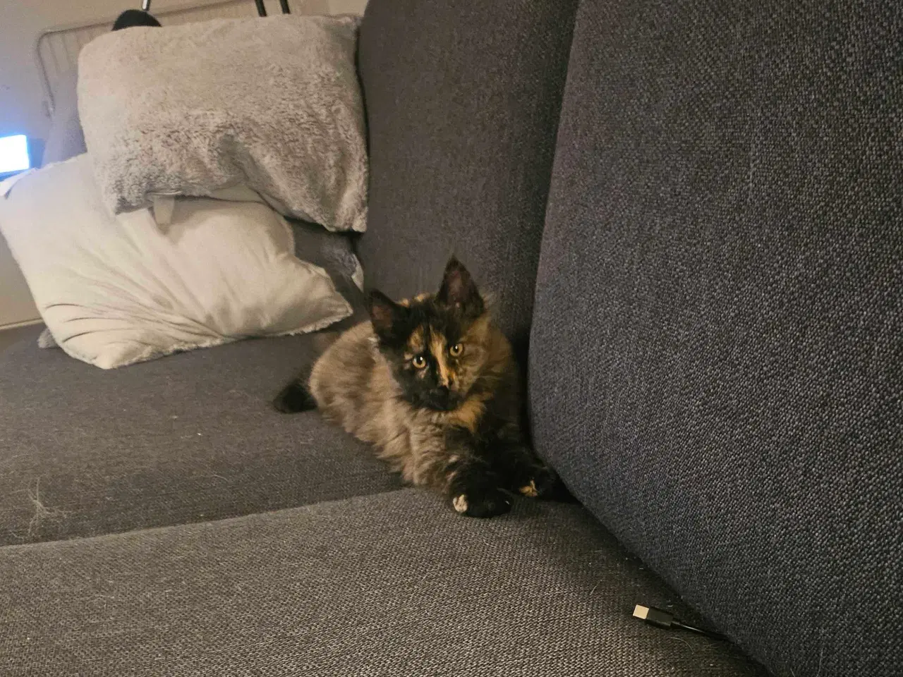 Billede 4 - Maine coon killing uden stamtavle