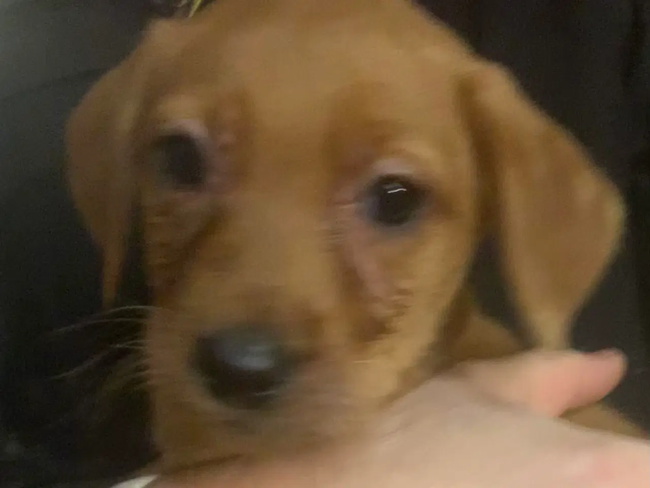 Billede 3 - Labrador hvalp klar til at flytte 