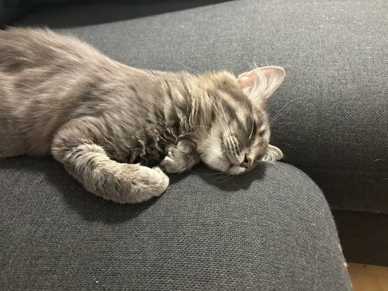 Billede 10 - Frida og Findus søger nyt hjem