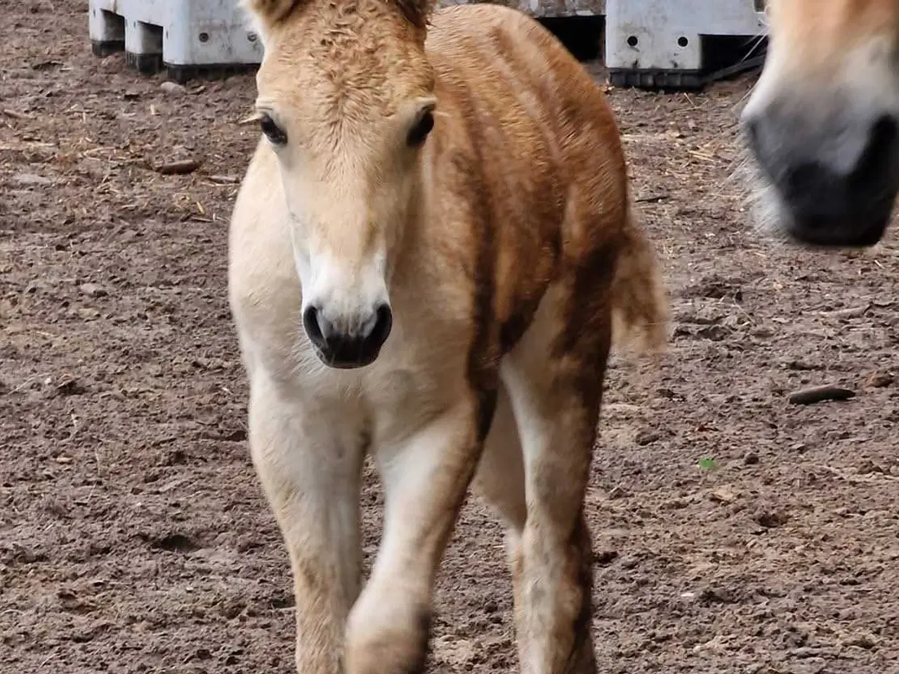 Billede 1 - Light Rødblakke Fjordhorse stallion 3 years old