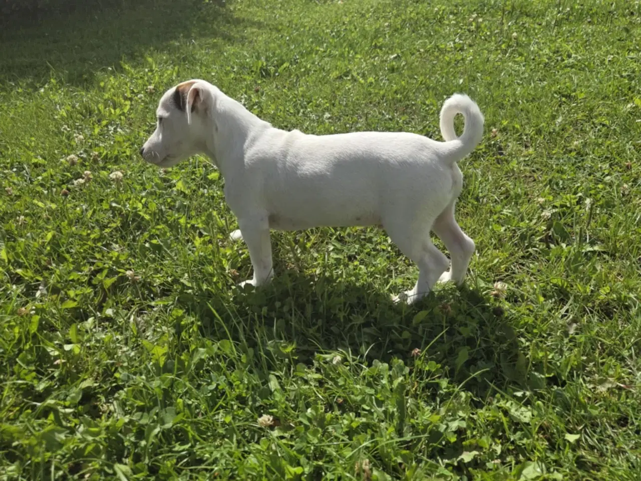 Billede 2 - Jack Russell Terrier 