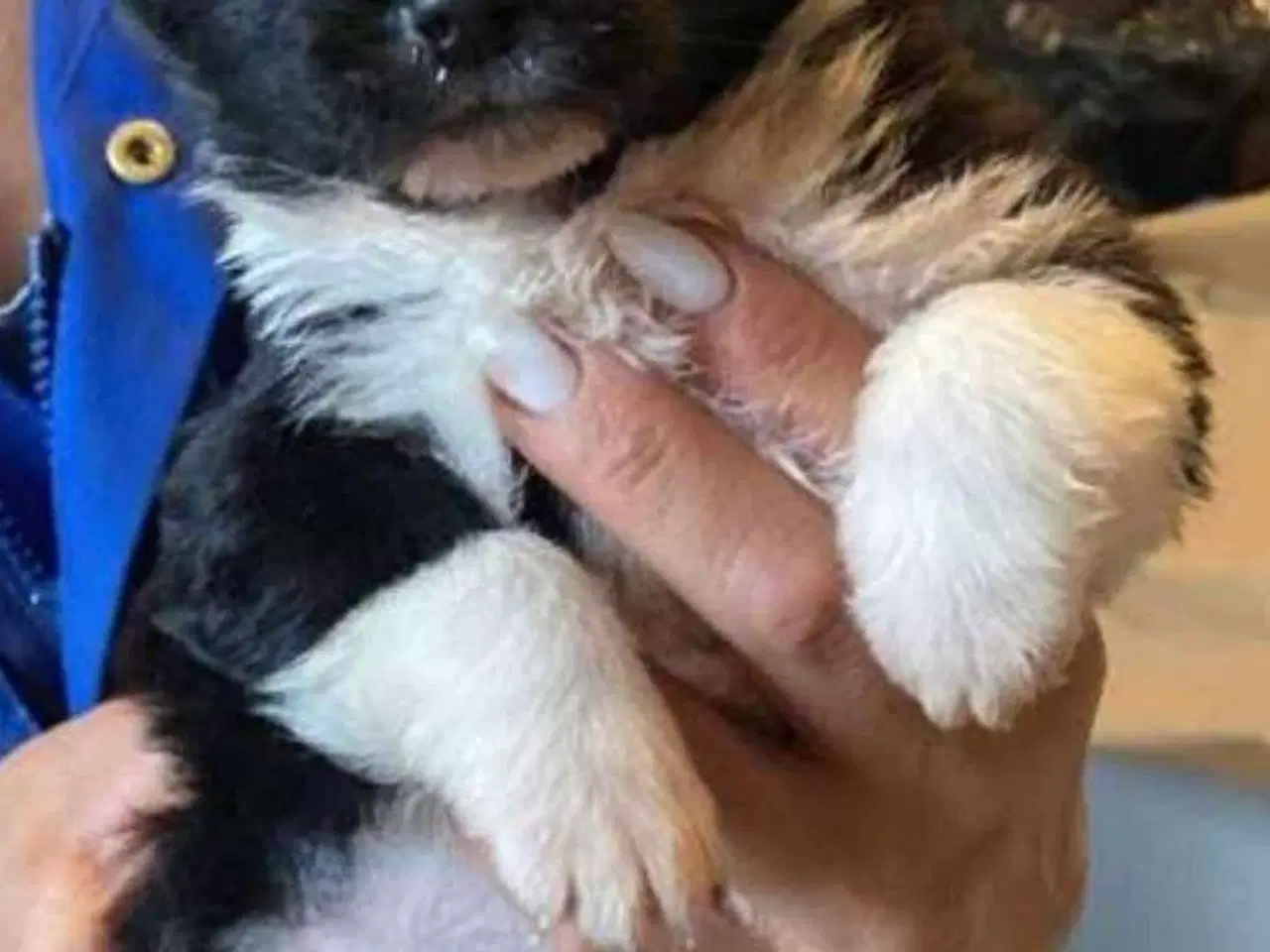 Billede 7 - Dejlige Bella leder efter hjem med hundeven 🫶