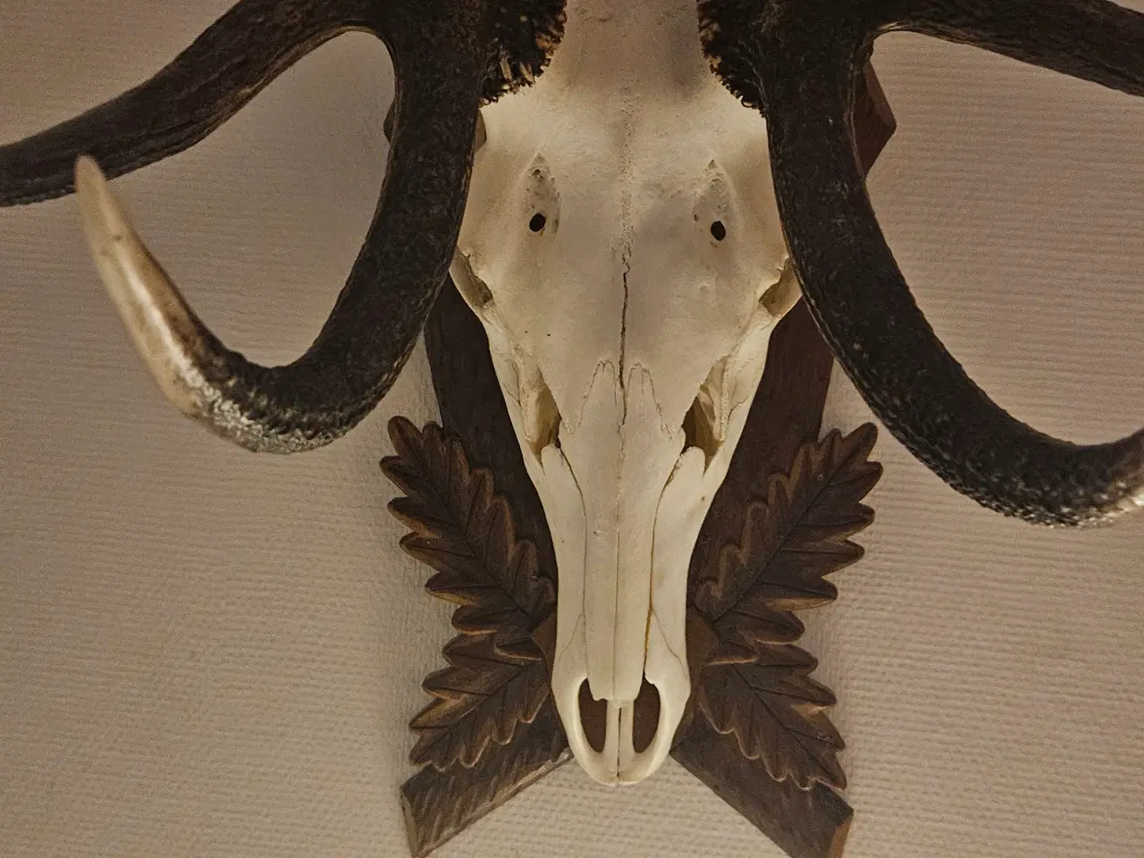 Billede 3 - Kron hjorte gevir . BYD